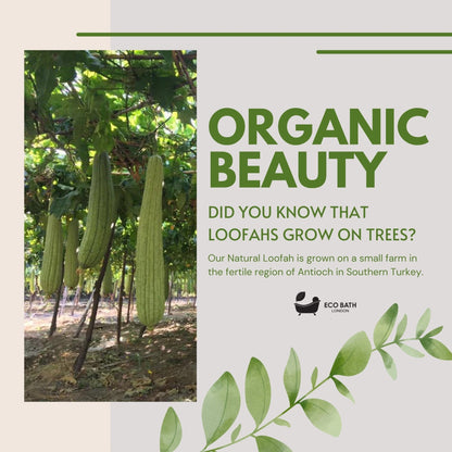 Eco Bath London Natural Loofah Face Exfoliating Scrubber Pads - 6 Count (1 Pack)